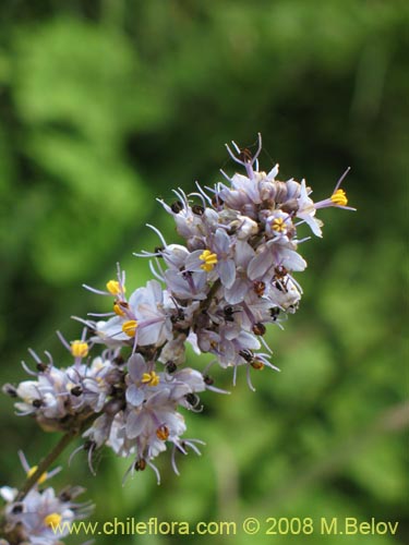 Image of Libertia sessiliflora (). Click to enlarge parts of image.