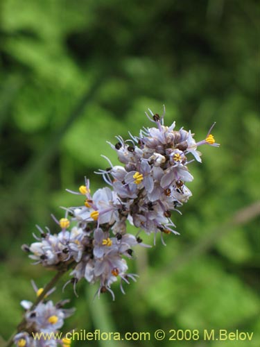 Image of Libertia sessiliflora (). Click to enlarge parts of image.