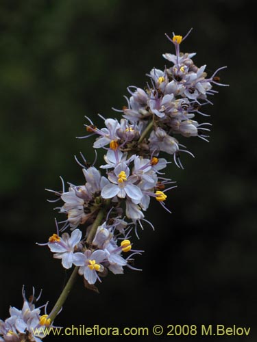 Image of Libertia sessiliflora (). Click to enlarge parts of image.