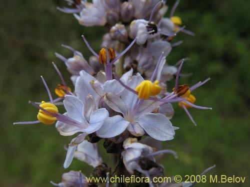 Image of Libertia sessiliflora (). Click to enlarge parts of image.