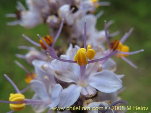 Image of Libertia sessiliflora (). Click to enlarge parts of image.