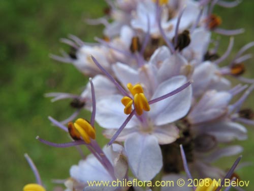 Image of Libertia sessiliflora (). Click to enlarge parts of image.