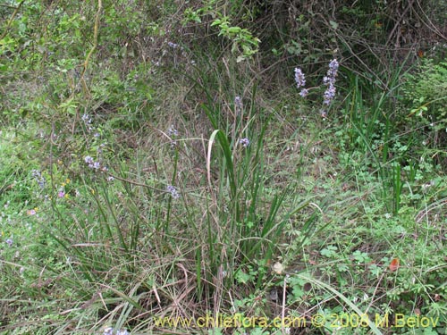 Image of Libertia sessiliflora (). Click to enlarge parts of image.