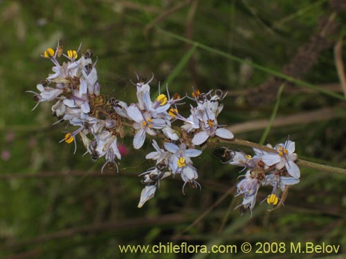 Bild von Libertia sessiliflora (). Klicken Sie, um den Ausschnitt zu vergrössern.