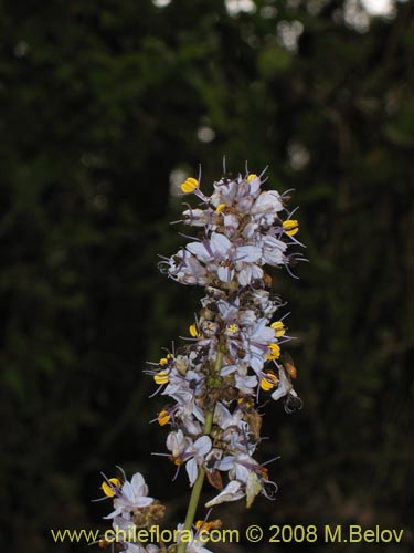 Image of Libertia sessiliflora (). Click to enlarge parts of image.