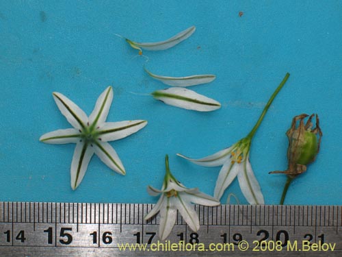 Image of Tristagma sp.   #1239 (). Click to enlarge parts of image.
