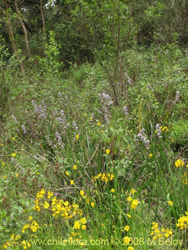 Image of Libertia sessiliflora (). Click to enlarge parts of image.