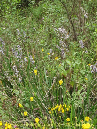 Image of Libertia sessiliflora (). Click to enlarge parts of image.