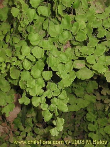 Imágen de Adiantum chilense var. chilense (Doradilla / Palito negro / Culantrillo). Haga un clic para aumentar parte de imágen.