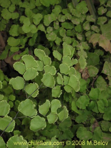 Image of Adiantum chilense var. chilense (Doradilla / Palito negro / Culantrillo). Click to enlarge parts of image.