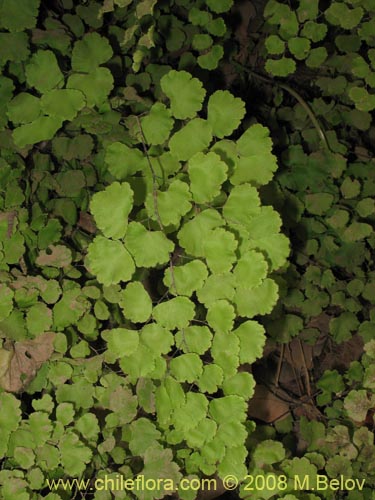 Image of Adiantum chilense var. chilense (Doradilla / Palito negro / Culantrillo). Click to enlarge parts of image.