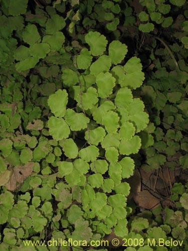 Bild von Adiantum chilense var. chilense (Doradilla / Palito negro / Culantrillo). Klicken Sie, um den Ausschnitt zu vergrössern.