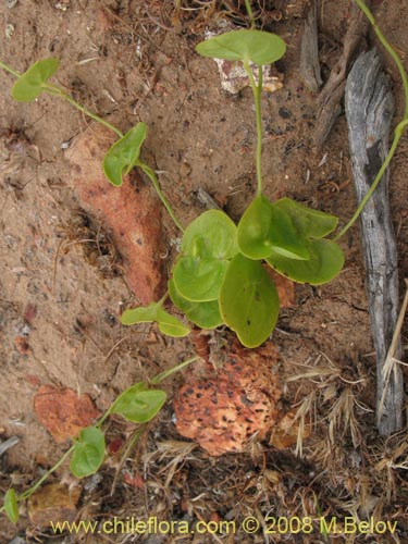 Dioscorea sp. #1217的照片