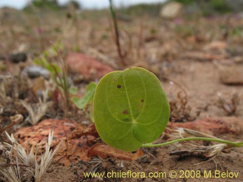 Dioscorea sp. #1217的照片