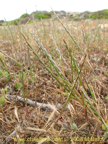 Bild von Poaceae sp. #1359 (). Klicken Sie, um den Ausschnitt zu vergrössern.