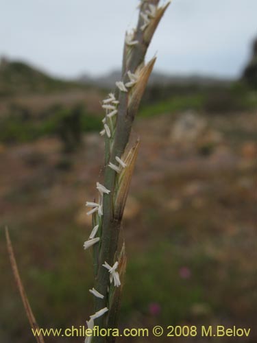 Imágen de Poaceae sp. #1359 (). Haga un clic para aumentar parte de imágen.