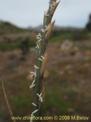 Poaceae sp. #1359の写真