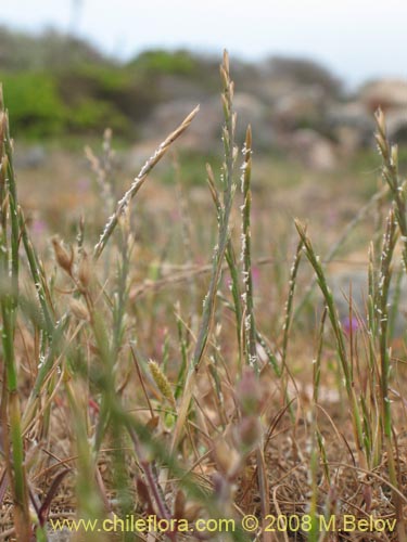 Bild von Poaceae sp. #1359 (). Klicken Sie, um den Ausschnitt zu vergrössern.