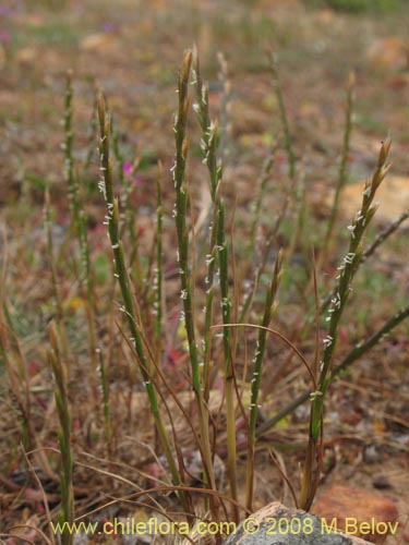 Bild von Poaceae sp. #1359 (). Klicken Sie, um den Ausschnitt zu vergrössern.