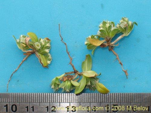 Image of Unidentified Plant sp. #1223 (). Click to enlarge parts of image.