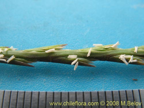 Poaceae sp. #1359の写真