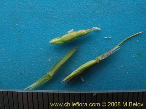 Image of Poaceae sp. #1359 (). Click to enlarge parts of image.