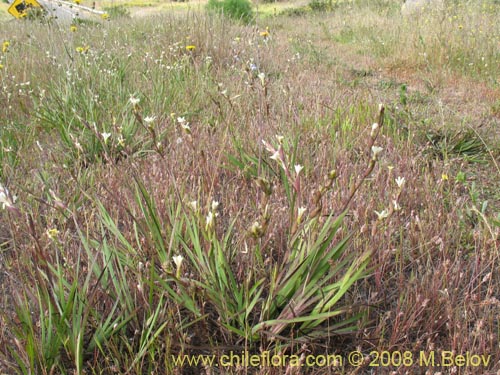 Image of Sisyrinchium cuspidatum (). Click to enlarge parts of image.