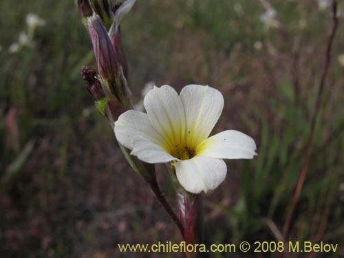 Фотография Sisyrinchium cuspidatum (). Щелкните, чтобы увеличить вырез.