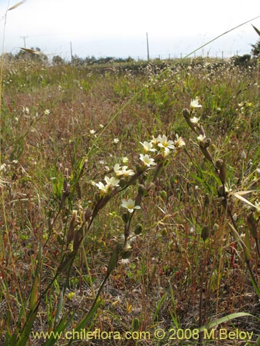 Image of Sisyrinchium cuspidatum (). Click to enlarge parts of image.