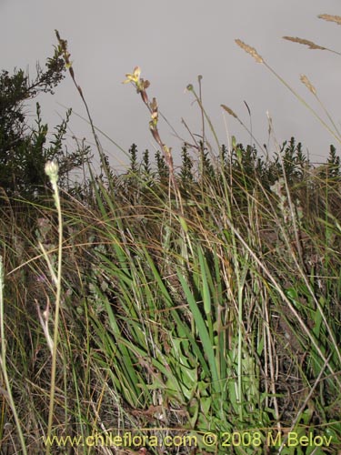 Image of Sisyrinchium arenarium (Ñuño / Huilmo amarillo). Click to enlarge parts of image.