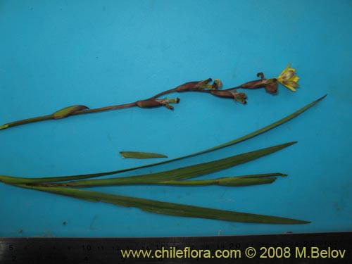 Image of Sisyrinchium arenarium (Ñuño / Huilmo amarillo). Click to enlarge parts of image.