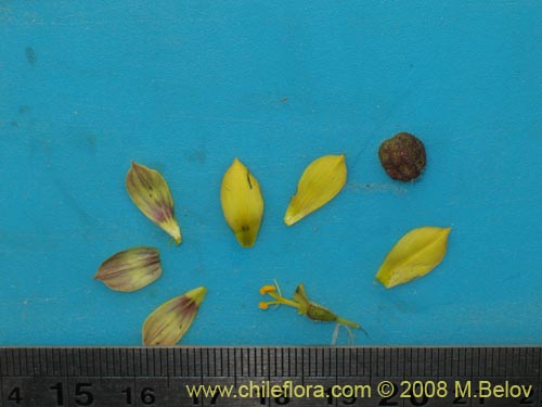 Image of Sisyrinchium arenarium (Ã‘uÃ±o / Huilmo amarillo). Click to enlarge parts of image.