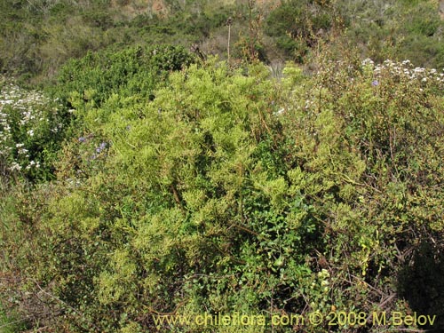 Bild von Valeriana crispa (). Klicken Sie, um den Ausschnitt zu vergrössern.