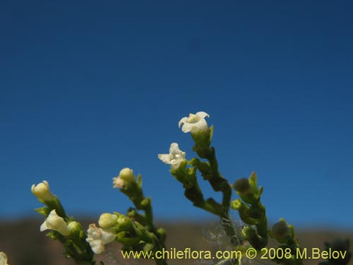 Imágen de Valeriana crispa (). Haga un clic para aumentar parte de imágen.