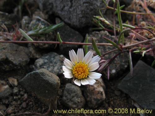 Chaetanthera sp. #1355の写真