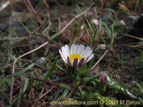 Image of Chaetanthera sp. #1355 (). Click to enlarge parts of image.