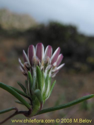 Chaetanthera sp. #1355의 사진