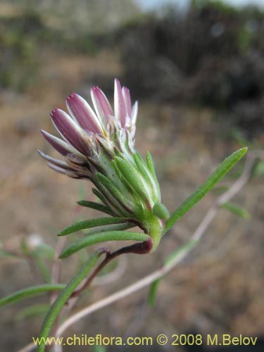 Imágen de Chaetanthera sp. #1355 (). Haga un clic para aumentar parte de imágen.