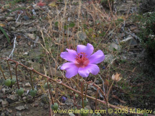 Cistanthe sp. #1173的照片