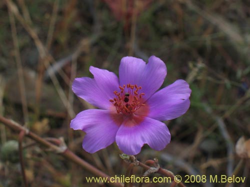 Cistanthe sp. #1173的照片