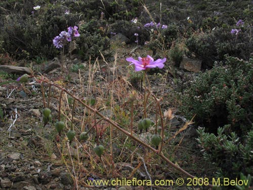 Image of Cistanthe sp.   #1173 (). Click to enlarge parts of image.