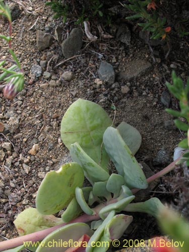 Bild von Cistanthe sp. #1173 (). Klicken Sie, um den Ausschnitt zu vergrössern.