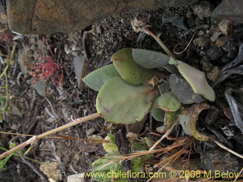 Bild von Cistanthe sp. #1173 (). Klicken Sie, um den Ausschnitt zu vergrössern.