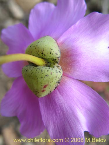 Cistanthe sp. #1173の写真