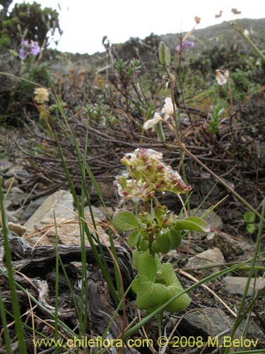 Valeriana sp. #1405の写真