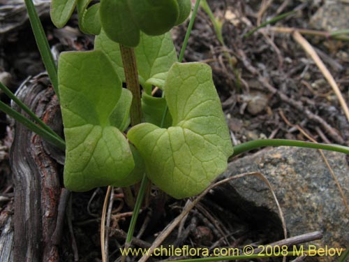 Valeriana sp. #1405的照片