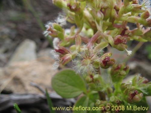 Image of Valeriana sp. #1405 (). Click to enlarge parts of image.