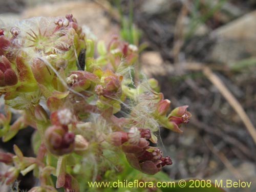 Valeriana sp. #1405的照片