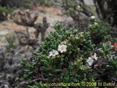 Chorizanthe sp. #1406의 사진