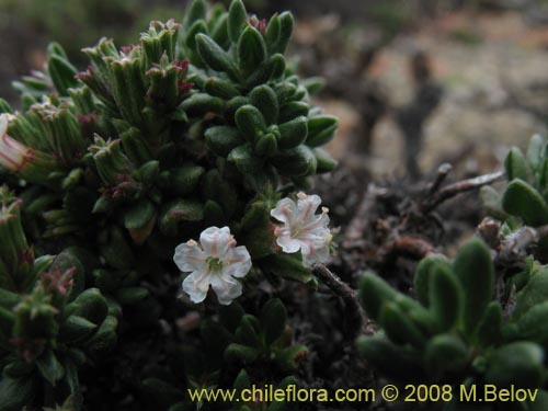 Chorizanthe sp. #1406の写真